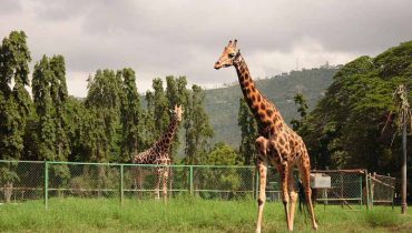 sandeshtheprince zoo
