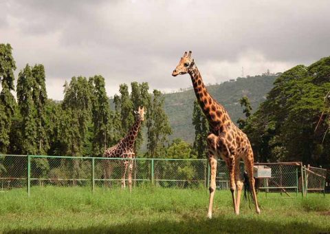 sandeshtheprince zoo