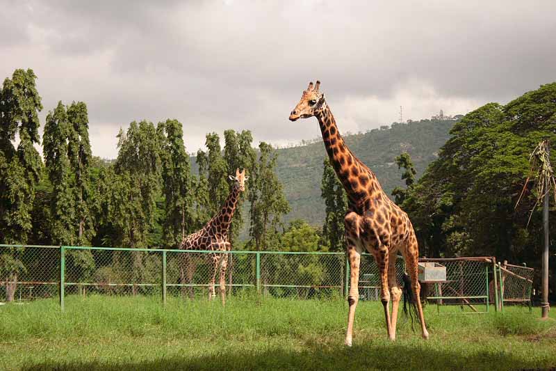 Mysore Zoo - Sandesh The Prince Mysuru